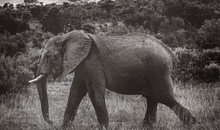 Varje dag. Lust. Elefant.